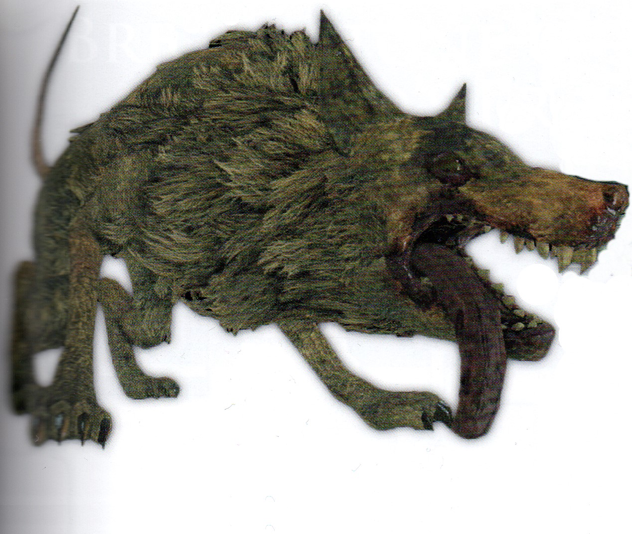 Corpse Rat - DarkSouls II Wiki